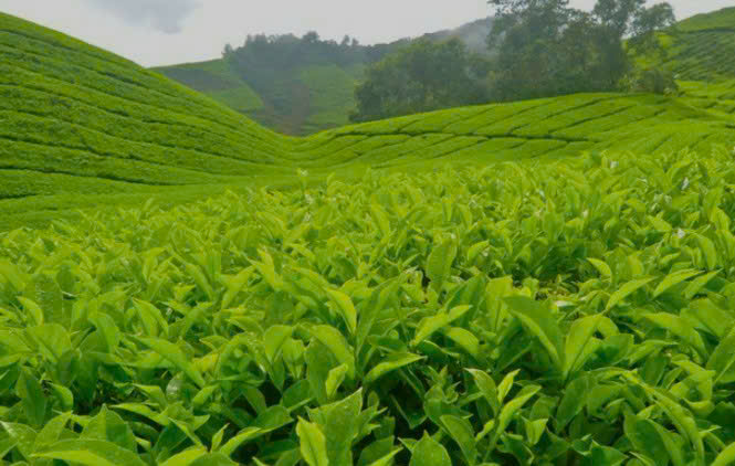 ẢNH CHÈ